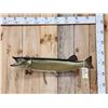 Image 1 : 37" Muskie Real Skin Fish Taxidermy