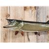 Image 2 : 37" Muskie Real Skin Fish Taxidermy