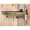 Image 3 : 37" Muskie Real Skin Fish Taxidermy