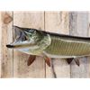 Image 4 : 37" Muskie Real Skin Fish Taxidermy