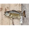 Image 2 : 16" Smallmouth Bass Real Skin Fish Taxidermy