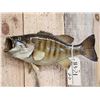 Image 3 : 16" Smallmouth Bass Real Skin Fish Taxidermy