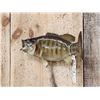 Image 4 : 16" Smallmouth Bass Real Skin Fish Taxidermy