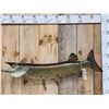 Image 1 : 41" Muskie Real Skin Fish Taxidermy