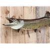 Image 2 : 41" Muskie Real Skin Fish Taxidermy
