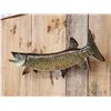 Image 3 : 41" Muskie Real Skin Fish Taxidermy