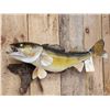 Image 2 : 29" Walleye Real Skin Fish Taxidermy