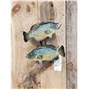 Image 2 : 2 Nice Crappie On Driftwood Real Skin Fish Taxidermy