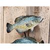 Image 3 : 2 Nice Crappie On Driftwood Real Skin Fish Taxidermy