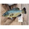 Image 4 : 2 Nice Crappie On Driftwood Real Skin Fish Taxidermy