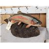 Image 2 : 24" Trout Real Skin Fish Taxidermy
