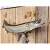 Image 2 : 44" Northern Pike Real Skin Fish Taxidermy