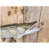 Image 3 : 44" Northern Pike Real Skin Fish Taxidermy