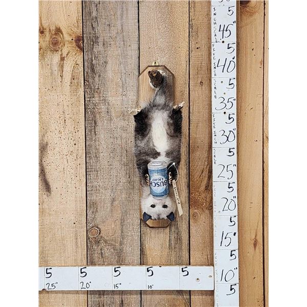 Opossum Hanging Out & Drinking Beer Full Body Taxidermy Mount
