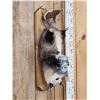 Image 3 : Opossum Hanging Out & Drinking Beer Full Body Taxidermy Mount
