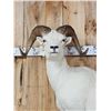 Image 10 : Gorgeous Alaskan Dall Sheep Full Body Taxidermy Mount