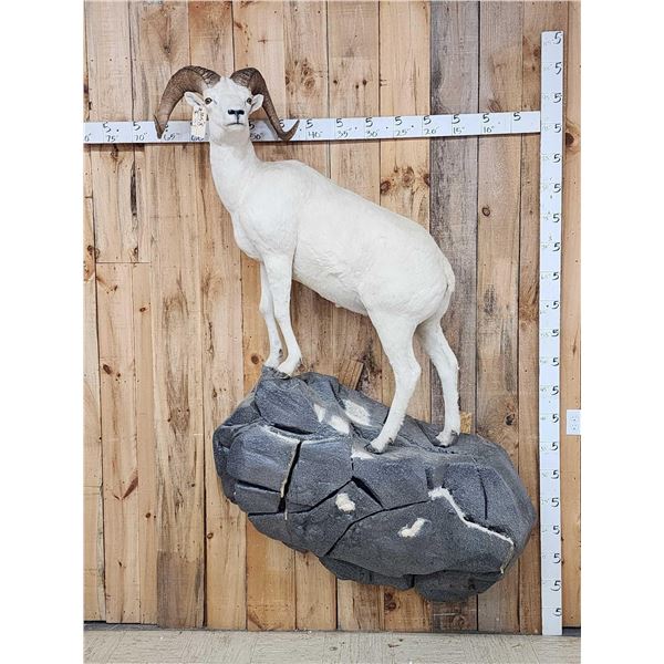 Gorgeous Alaskan Dall Sheep Full Body Taxidermy Mount