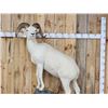 Image 2 : Gorgeous Alaskan Dall Sheep Full Body Taxidermy Mount