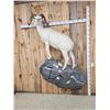 Image 3 : Gorgeous Alaskan Dall Sheep Full Body Taxidermy Mount