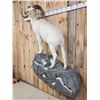 Image 4 : Gorgeous Alaskan Dall Sheep Full Body Taxidermy Mount