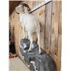 Image 5 : Gorgeous Alaskan Dall Sheep Full Body Taxidermy Mount