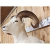 Image 6 : Gorgeous Alaskan Dall Sheep Full Body Taxidermy Mount