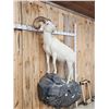 Image 7 : Gorgeous Alaskan Dall Sheep Full Body Taxidermy Mount
