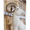 Image 8 : Gorgeous Alaskan Dall Sheep Full Body Taxidermy Mount