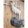 Image 9 : Gorgeous Alaskan Dall Sheep Full Body Taxidermy Mount