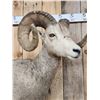 Image 11 : Extra Nice Stone Sheep Full Body Taxidermy Mount