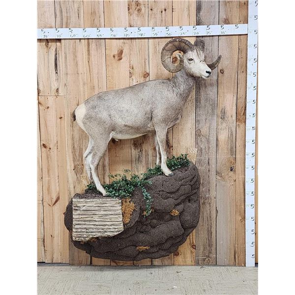 Extra Nice Stone Sheep Full Body Taxidermy Mount