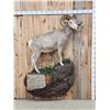 Image 1 : Extra Nice Stone Sheep Full Body Taxidermy Mount