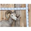 Image 2 : Extra Nice Stone Sheep Full Body Taxidermy Mount