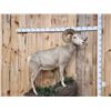 Image 4 : Extra Nice Stone Sheep Full Body Taxidermy Mount