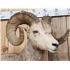 Image 5 : Extra Nice Stone Sheep Full Body Taxidermy Mount