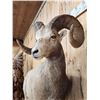 Image 6 : Extra Nice Stone Sheep Full Body Taxidermy Mount