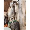 Image 7 : Extra Nice Stone Sheep Full Body Taxidermy Mount