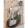 Image 8 : Extra Nice Stone Sheep Full Body Taxidermy Mount