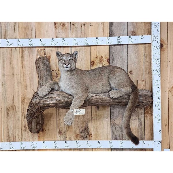 Mountain Lion Cougar Full Body Taxidermy Mount