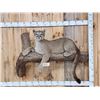 Image 1 : Mountain Lion Cougar Full Body Taxidermy Mount