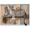Image 2 : Mountain Lion Cougar Full Body Taxidermy Mount