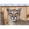 Image 3 : Mountain Lion Cougar Full Body Taxidermy Mount