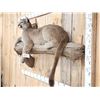 Image 4 : Mountain Lion Cougar Full Body Taxidermy Mount