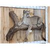 Image 5 : Mountain Lion Cougar Full Body Taxidermy Mount