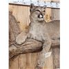 Image 6 : Mountain Lion Cougar Full Body Taxidermy Mount