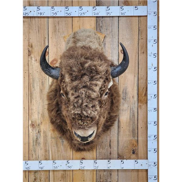 American Bison Buffalo Shoulder Mount Taxidermy