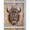 Image 1 : American Bison Buffalo Shoulder Mount Taxidermy