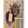 Image 2 : American Bison Buffalo Shoulder Mount Taxidermy