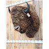 Image 3 : American Bison Buffalo Shoulder Mount Taxidermy