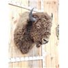 Image 5 : American Bison Buffalo Shoulder Mount Taxidermy